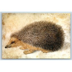 HEDGEHOG Wild Forest Animal by Hans Hoffmann New Russian Postcard