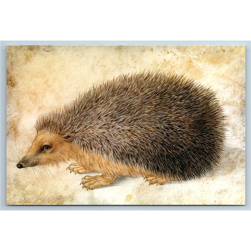 HEDGEHOG Wild Forest Animal by Hans Hoffmann New Russian Postcard