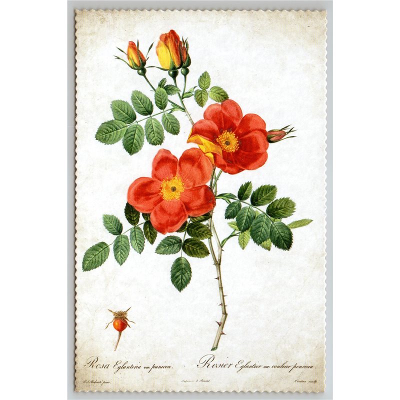 ROSE in Vintage style by Pierre-Joseph Redouté Russian New Postcard