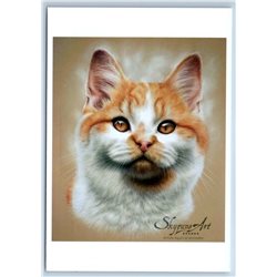 FUNNY RED GINGER WHITE CAT with amber eyes ill. New Unposted Postcard