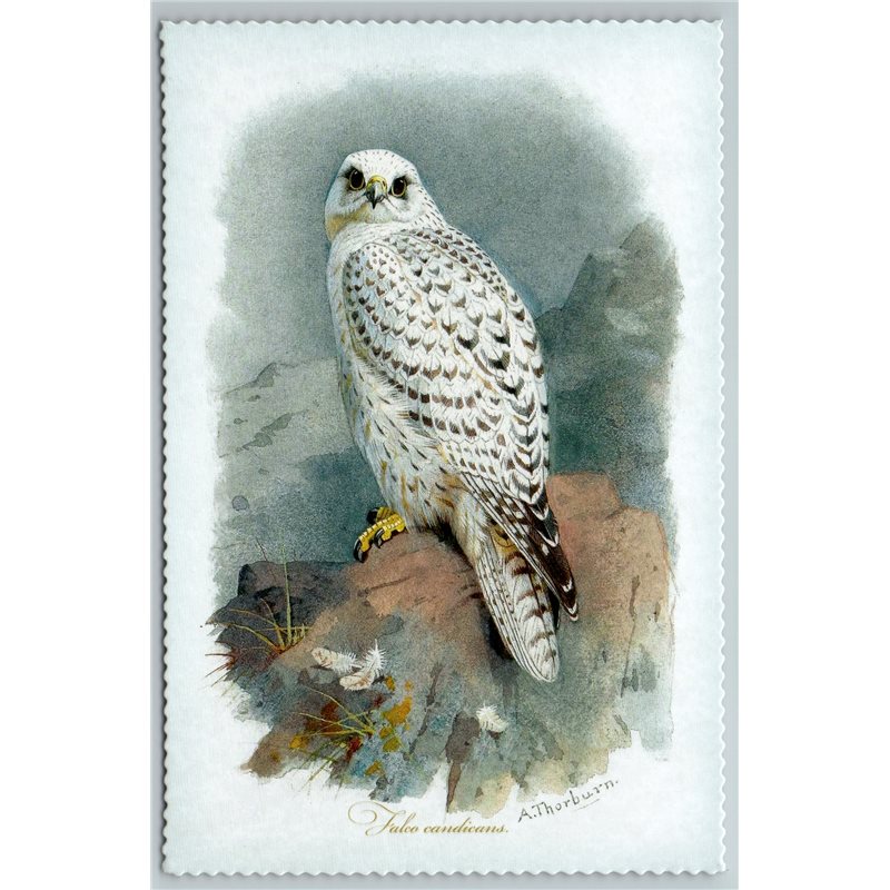 BIRD GYRFALCON WHITE FALCON Illustration by J Keulemans New Texture Postcard