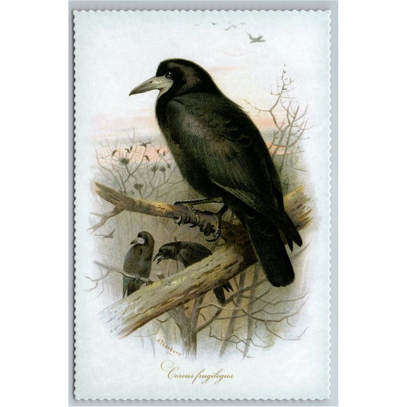 BIRD BLACK ROOK Illustration by J Keulemans New Texture Postcard