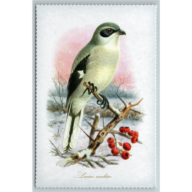 BIRD GREAT GREY SHRIKE Illustration by J Keulemans New Texture Postcard