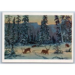 1958 REINDEER CARIBOU Evenk FAR NORTH WINTER Forest TAIGA SIBERIA USSR Postcard