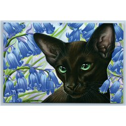 BLACK ORIENTAL CAT near Bluebell Botanical Garden Russian New Postcard