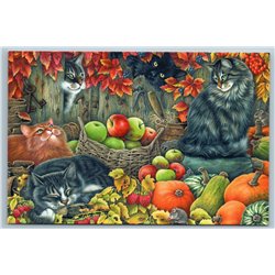 CATS in Garden Autumn Harvest Apple Pumpkin Funny Gardener Russian New Postcard