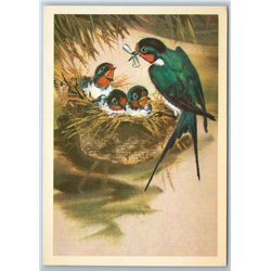 1980 BIRD Barn swallow feed chicks in Nest by Kanevsky Russian Unposted Postcard