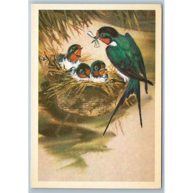 1980 BIRD Barn swallow feed chicks in Nest by Kanevsky Russian Unposted Postcard