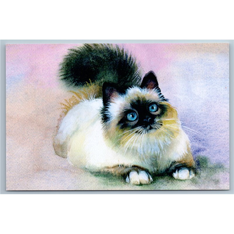 CUTE THAI SIAMESE CAT with Blue Eyes Kitty Look Russian New Postcard