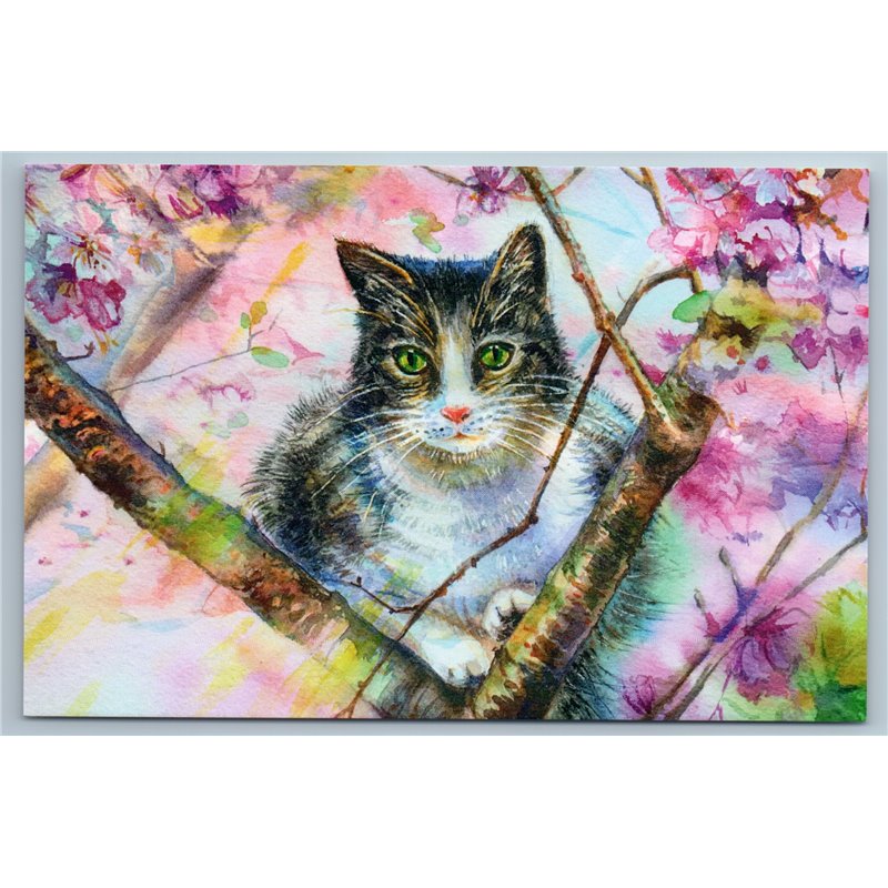 CAT with Green Eyes sits on Sakura Tree Branch Garden Russian New Postcard