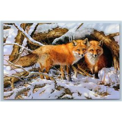 RED FOXES in Snow Winter Forest Couple Courtship Wild Animal Russia New Postcard