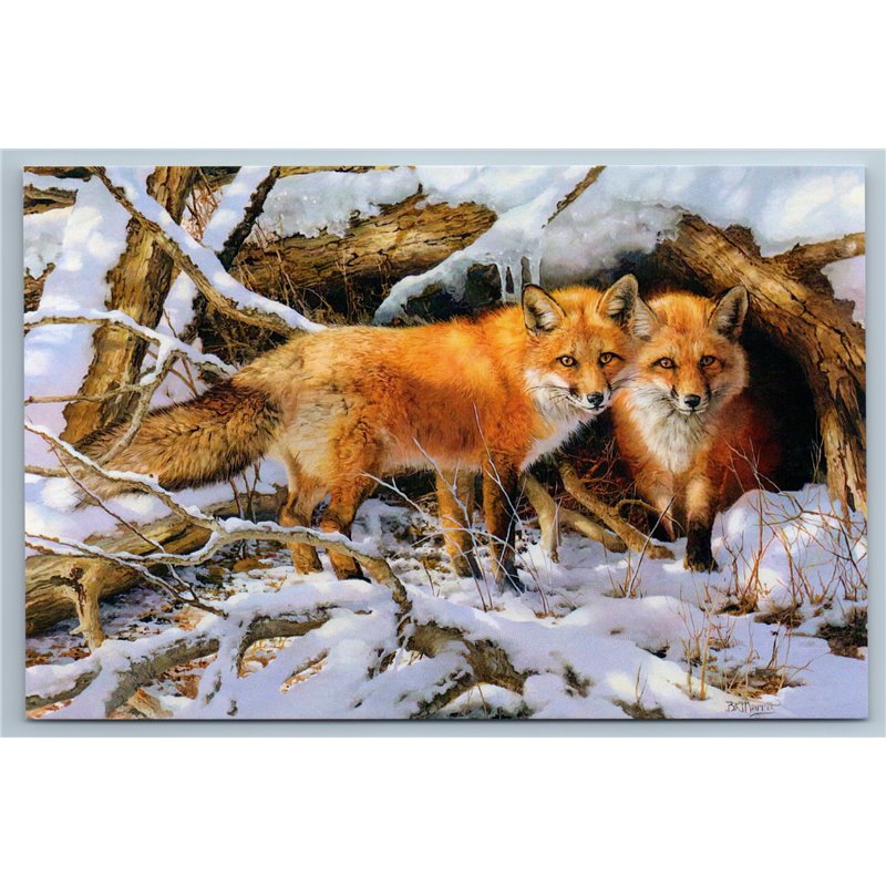 RED FOXES in Snow Winter Forest Couple Courtship Wild Animal Russia New Postcard