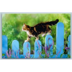 CURIOUS KITTEN on blue fence in Garden Lavender Walk Kitty Russian New Postcard