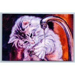 FUNNY CAT playing with tap water Washing Russian New Postcard