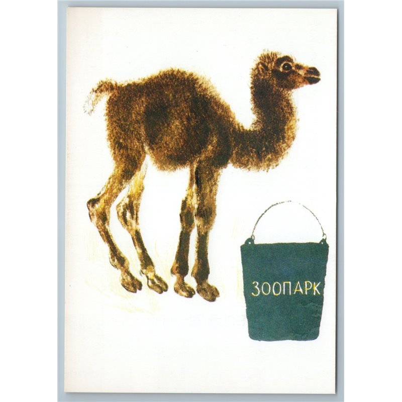 1989 LITTLE CAMEL in ZOO by Charushin Ill. Soviet USSR Postcard