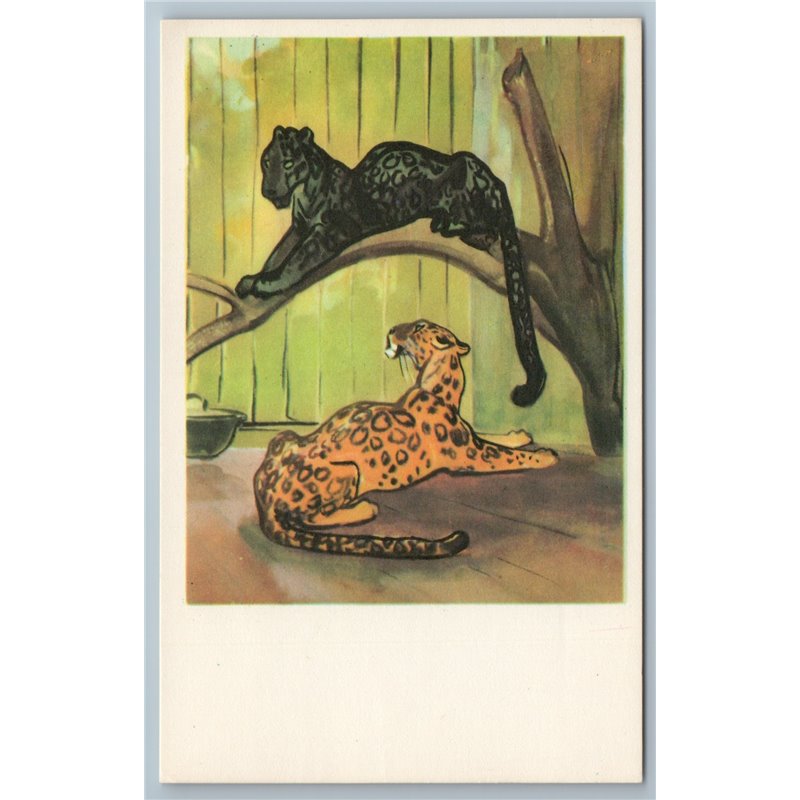 1969 LEOPARD Big Wild CAT Animal in ZOO Ill. Soviet USSR Postcard