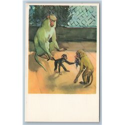 1969 FUNNY MONKEYS play Grape in ZOO Ill. Soviet USSR Postcard