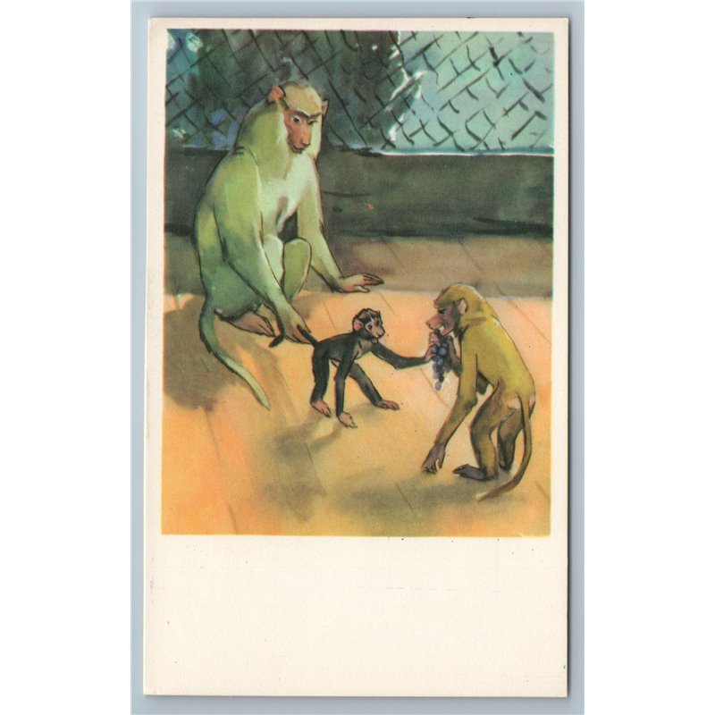 1969 FUNNY MONKEYS play Grape in ZOO Ill. Soviet USSR Postcard