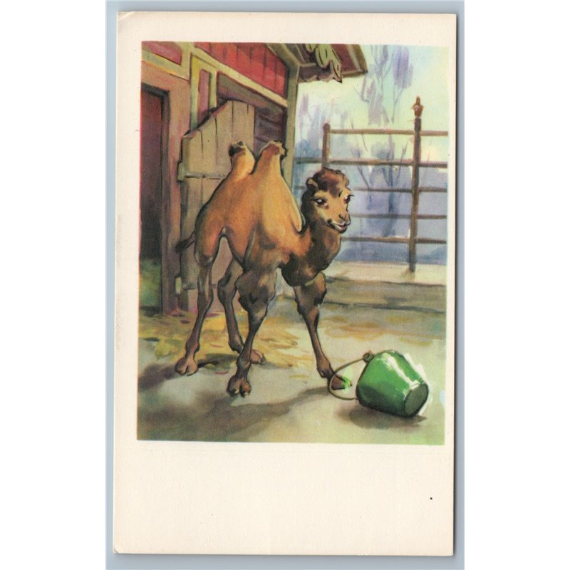 1969 CUTE BABY CAMEL Wild Animal in ZOO Ill. Soviet USSR Postcard